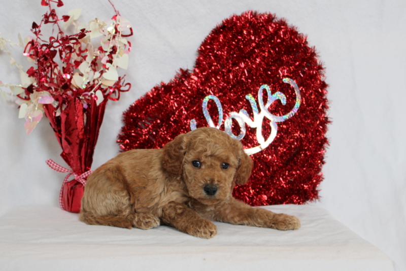 puppy, for, sale, Mini Berndoodle F2B, Matthew B. Stoltzfus, dog, breeder, Gap, PA, dog-breeder, puppy-for-sale, forsale, nearby, find, puppyfind, locator, puppylocator, aca